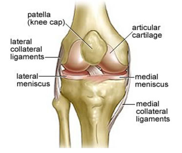 What are Menisci?